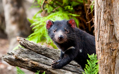 Tasmanian Devil on a log in a forest setting, Tasmania, Australia.