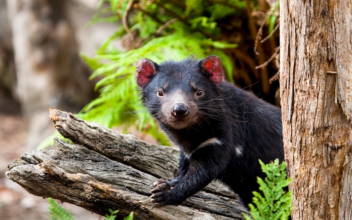 Tasmanian Devil on a log in a forest setting, Tasmania, Australia.