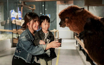 Visitors feeding alpacas at Just Farm Indoor Zoo Kuala Lumpur.