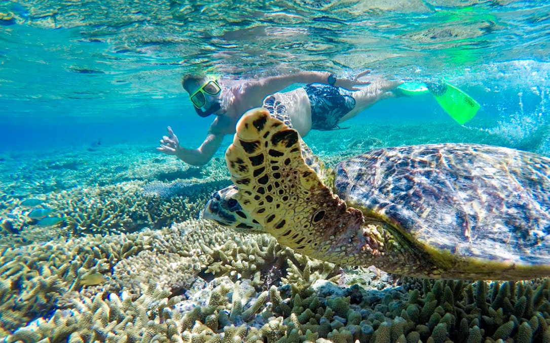 Snorkeler swimming near a sea turtle over coral reef at Lady Musgrave Island.