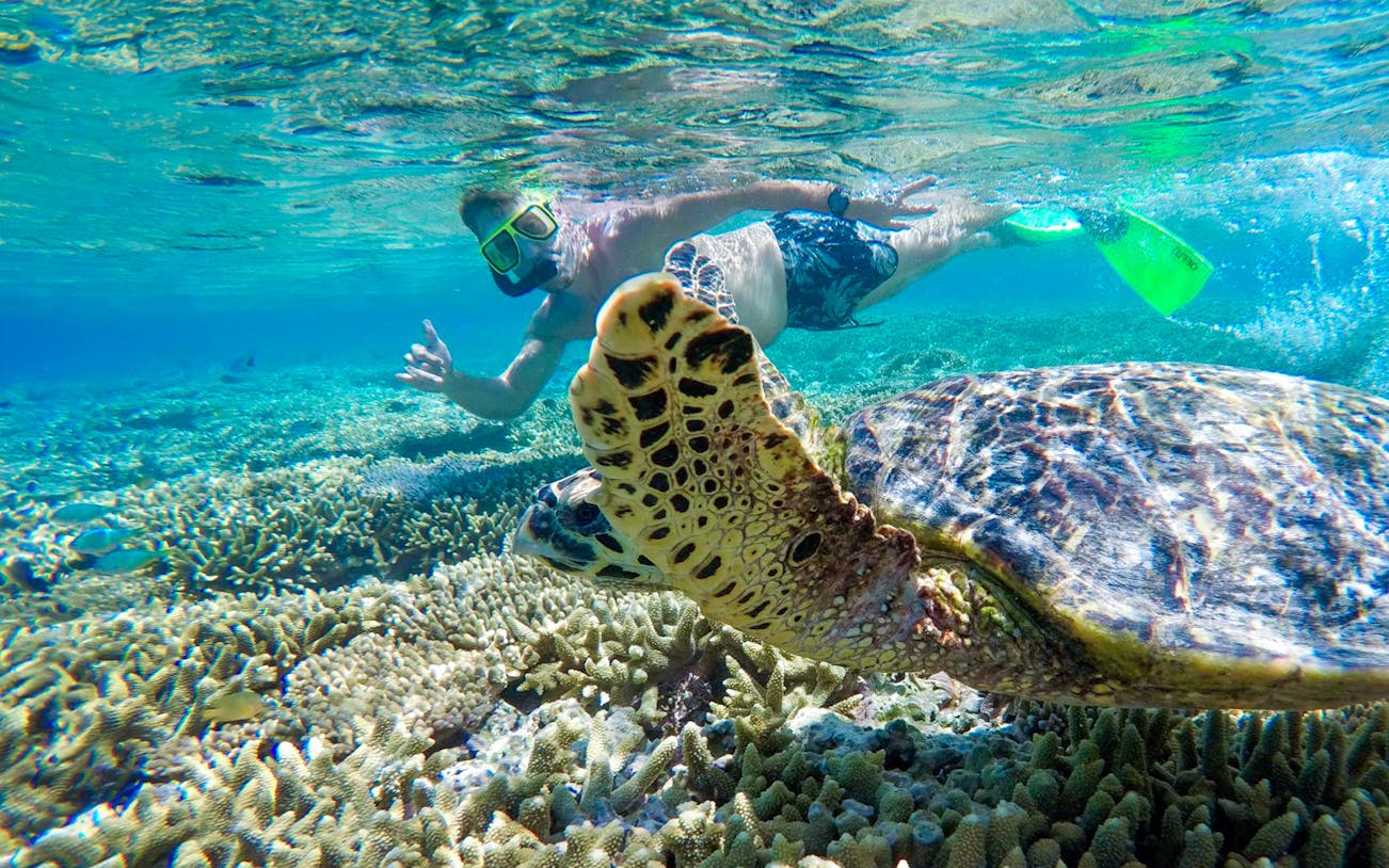 Snorkeler swimming near a sea turtle over coral reef at Lady Musgrave Island.