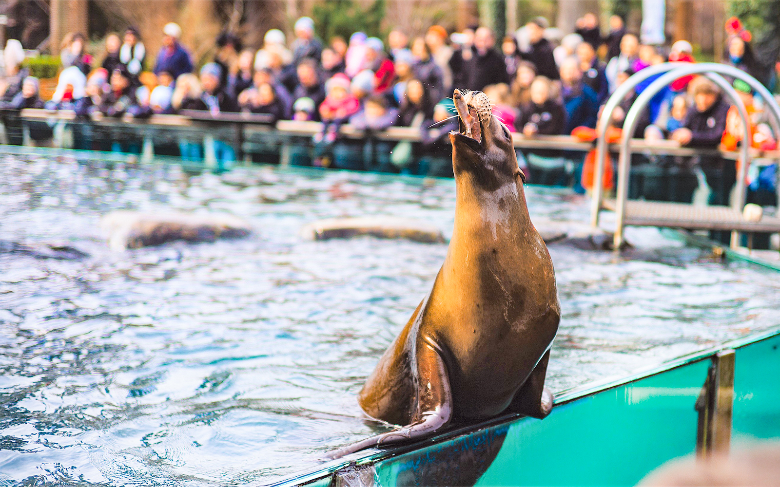 Seal eating fish as visitors watch at Central Park Zoo, New York.