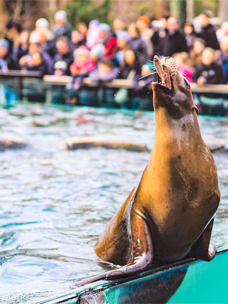 Seal eating fish as visitors watch at Central Park Zoo, New York.