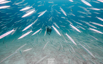 Scuba diver surrounded by a school of fish at Racha Island, Phuket.