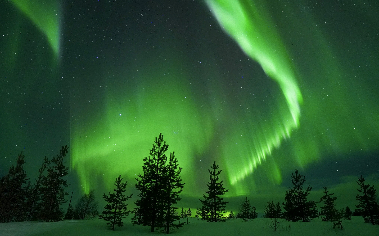 Northern Lights over snowy forest during Guaranteed Northern Lights Tour.