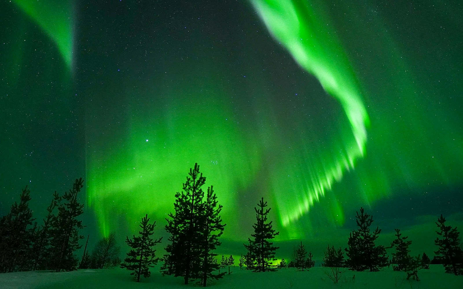 Northern Lights over snowy forest during Guaranteed Northern Lights Tour.