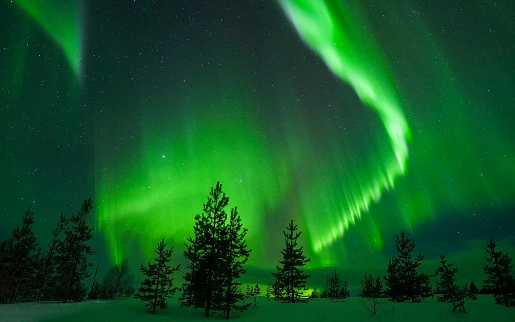 Northern Lights over snowy forest during Guaranteed Northern Lights Tour.