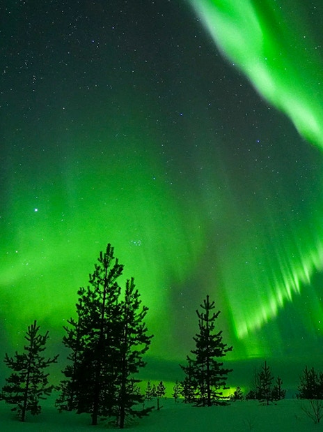 Northern Lights over snowy forest during Guaranteed Northern Lights Tour.