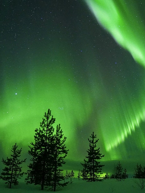 Northern Lights over snowy forest during Guaranteed Northern Lights Tour.