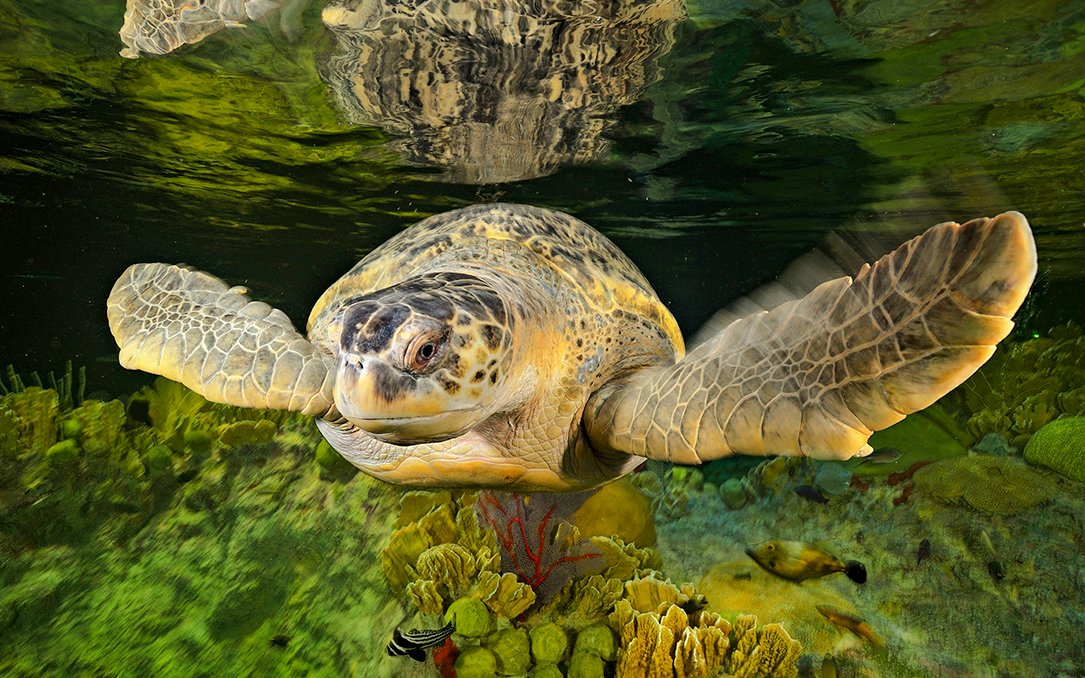 Sea turtle swimming over coral at New England Aquarium, Boston.