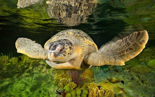 Sea turtle swimming over coral at New England Aquarium, Boston.