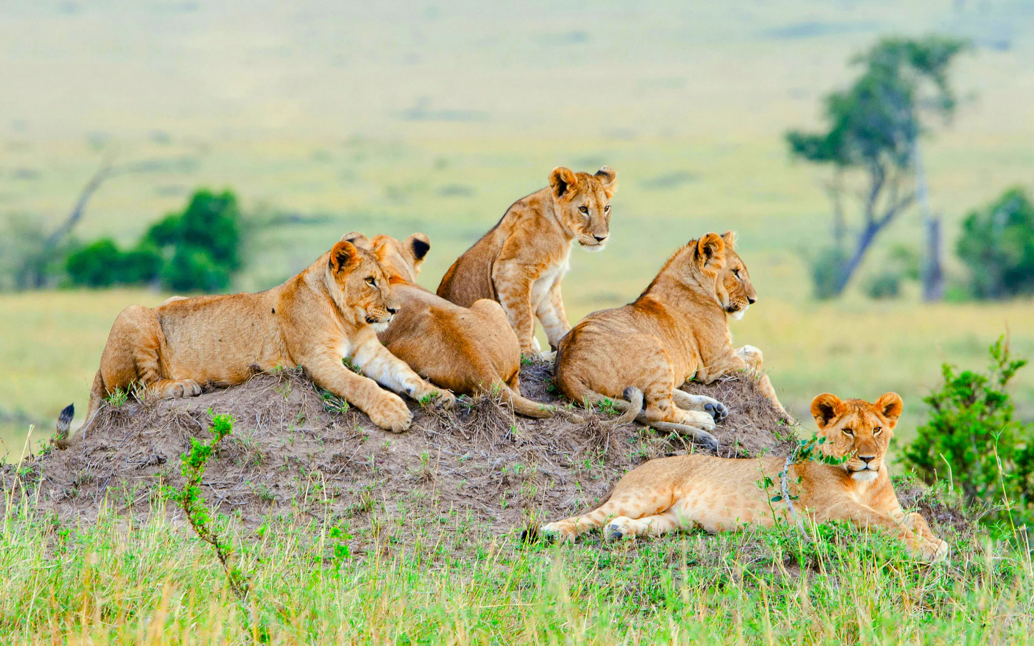 Young lions resting on a mound in Maasai Mara, Kenya.
