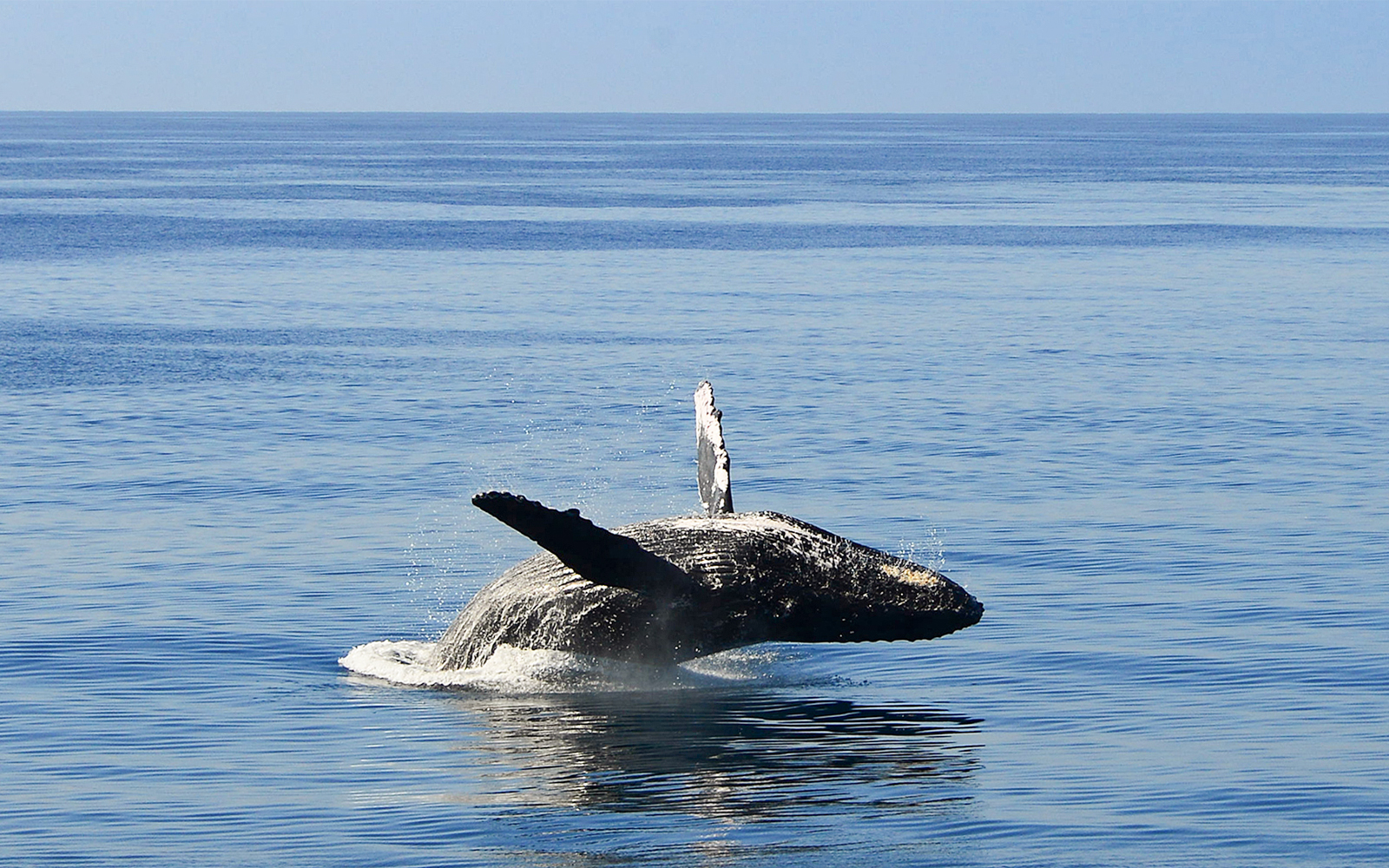 Whale breaching during a cruise trip in Oahu.