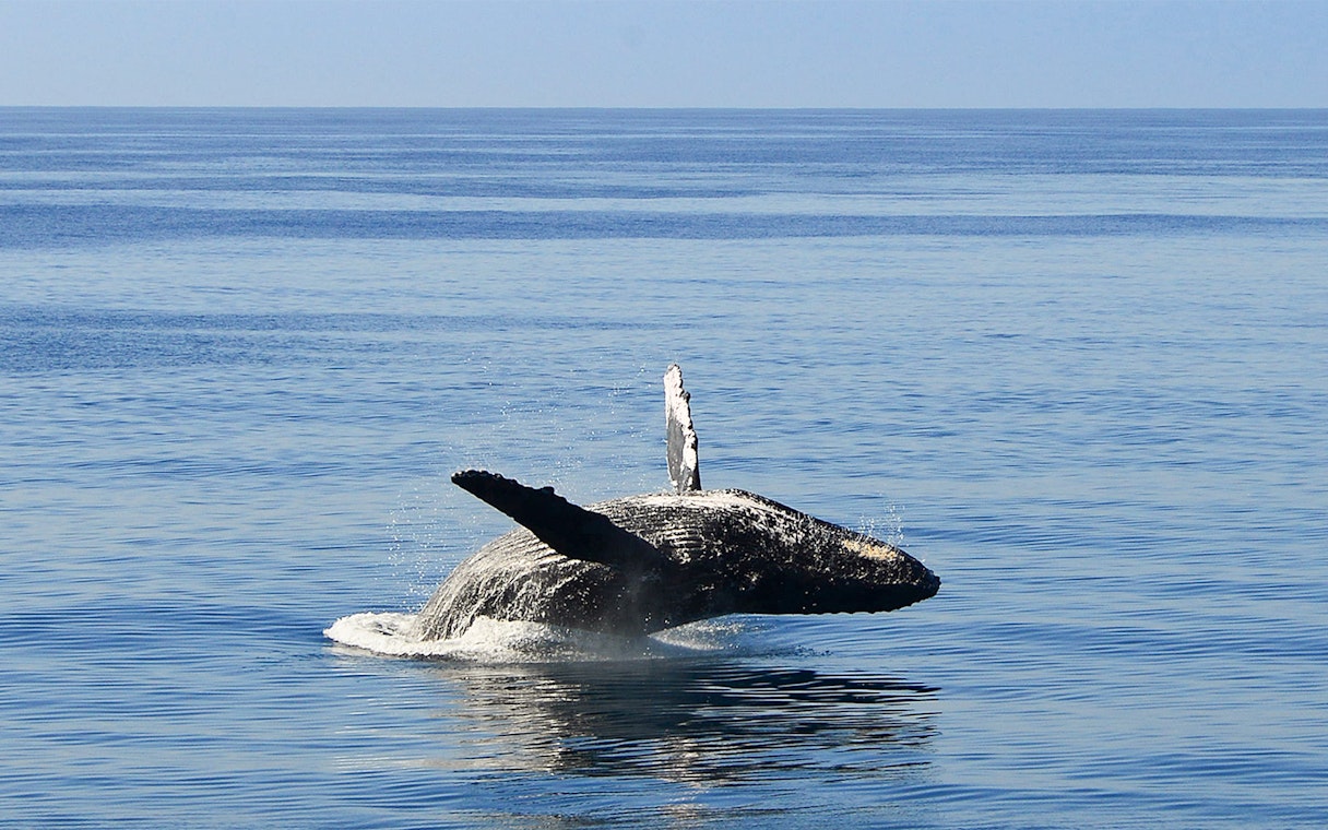 Whale breaching during a cruise trip in Oahu.