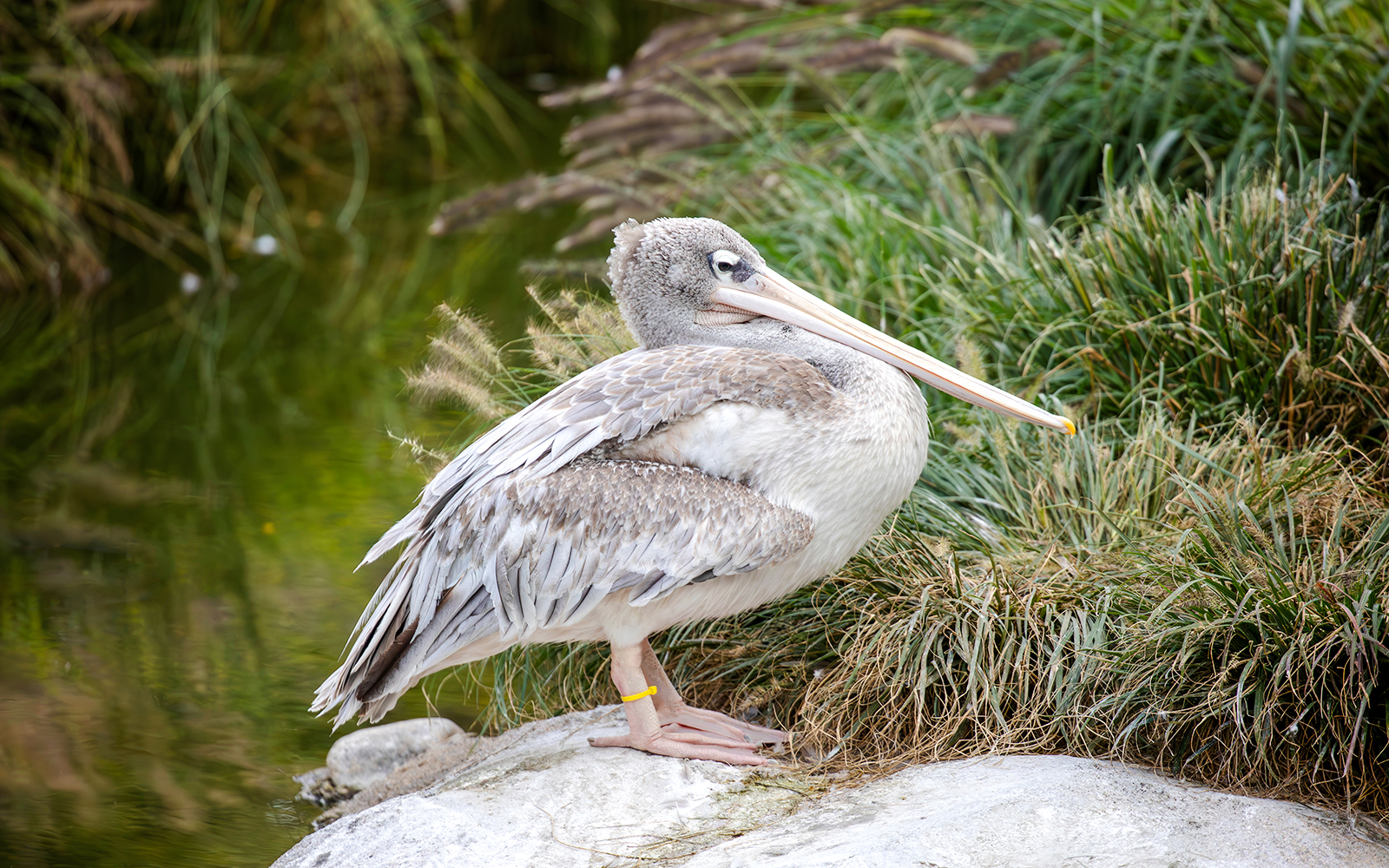 Pink-backed pelican standing by water at Bioparc Valencia.