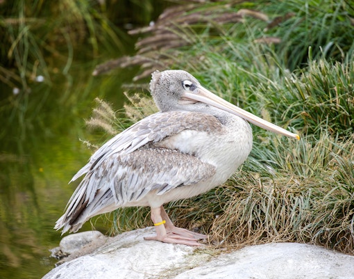 Pink-backed pelican standing by water at Bioparc Valencia.