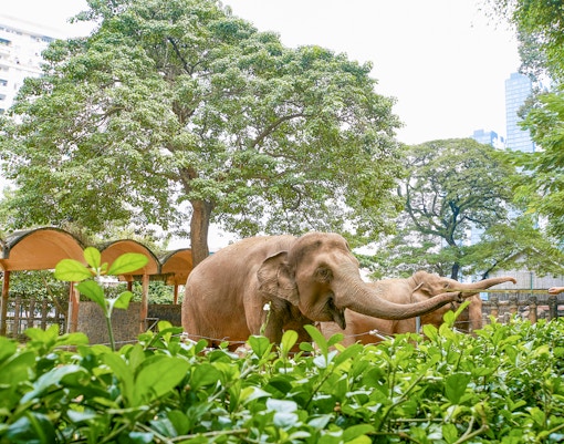 Elephants in Saigon zoo