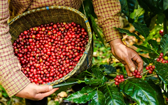 Harvesting ripe coffee cherries in Coffee Valley, Rio de Janeiro.