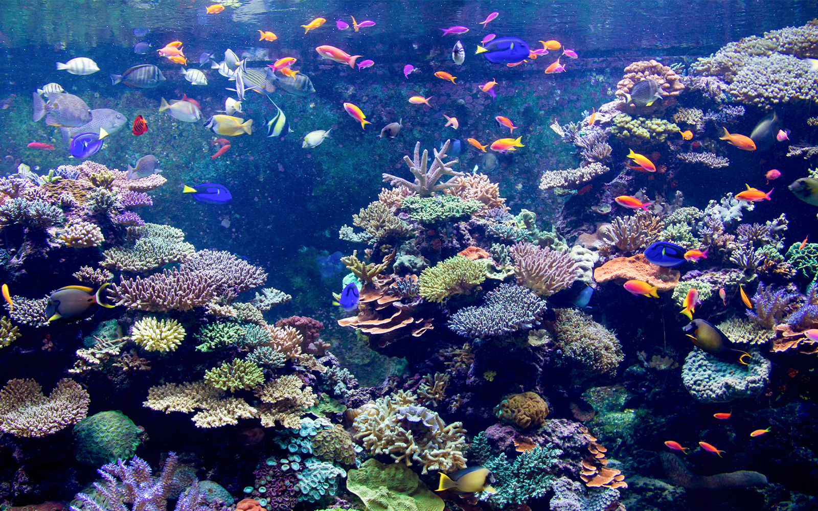 Colorful tropical fish swimming in an aquarium reef tank.
