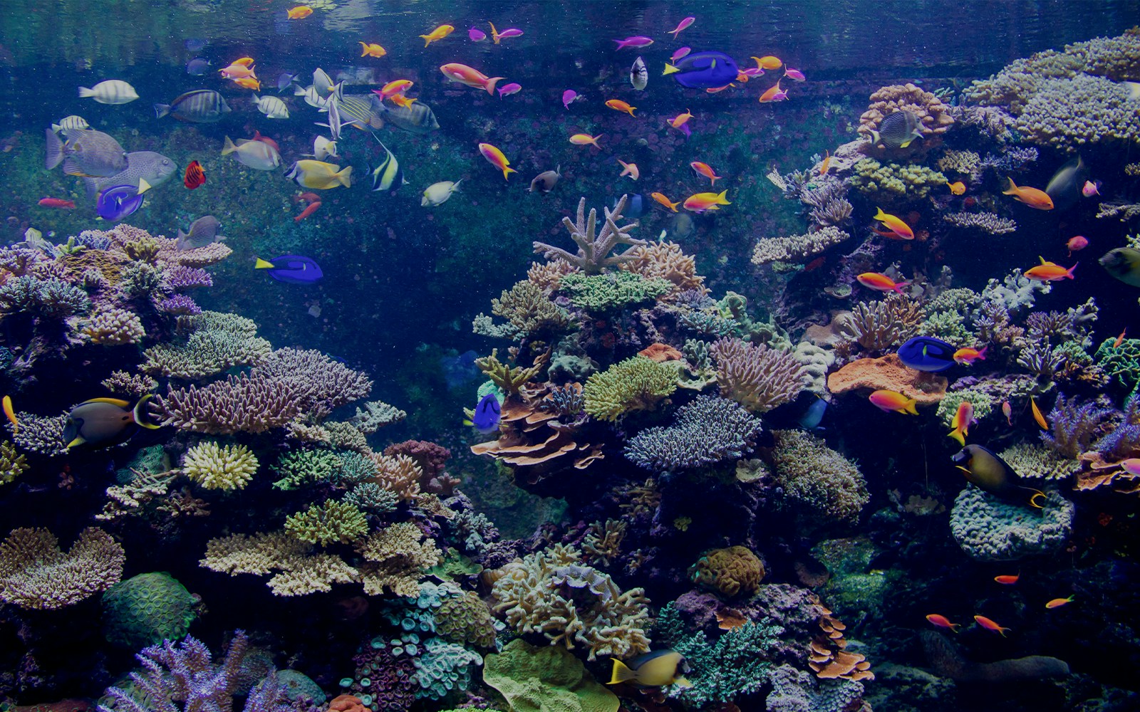 Colorful tropical fish swimming in a vibrant aquarium reef tank.