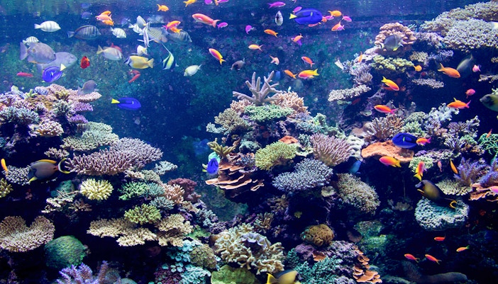 Colorful tropical fish swimming in an aquarium reef tank.