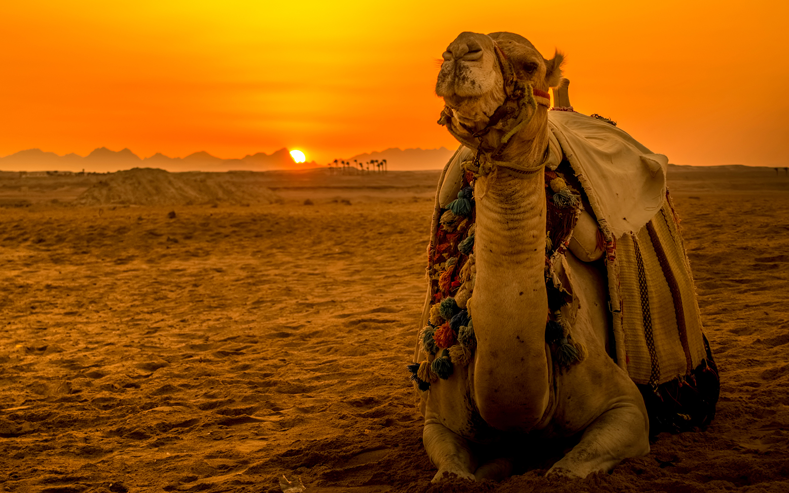 Hurghada Travel Essentials