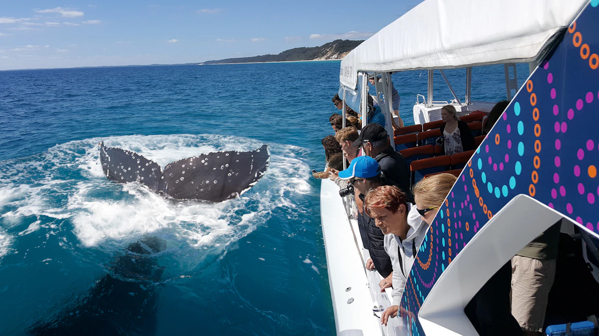 Tourists on a Hervey Bay cruise watch a humpback whale's tail fluke.