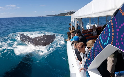 Tourists on a Hervey Bay cruise watch a humpback whale's tail fluke.
