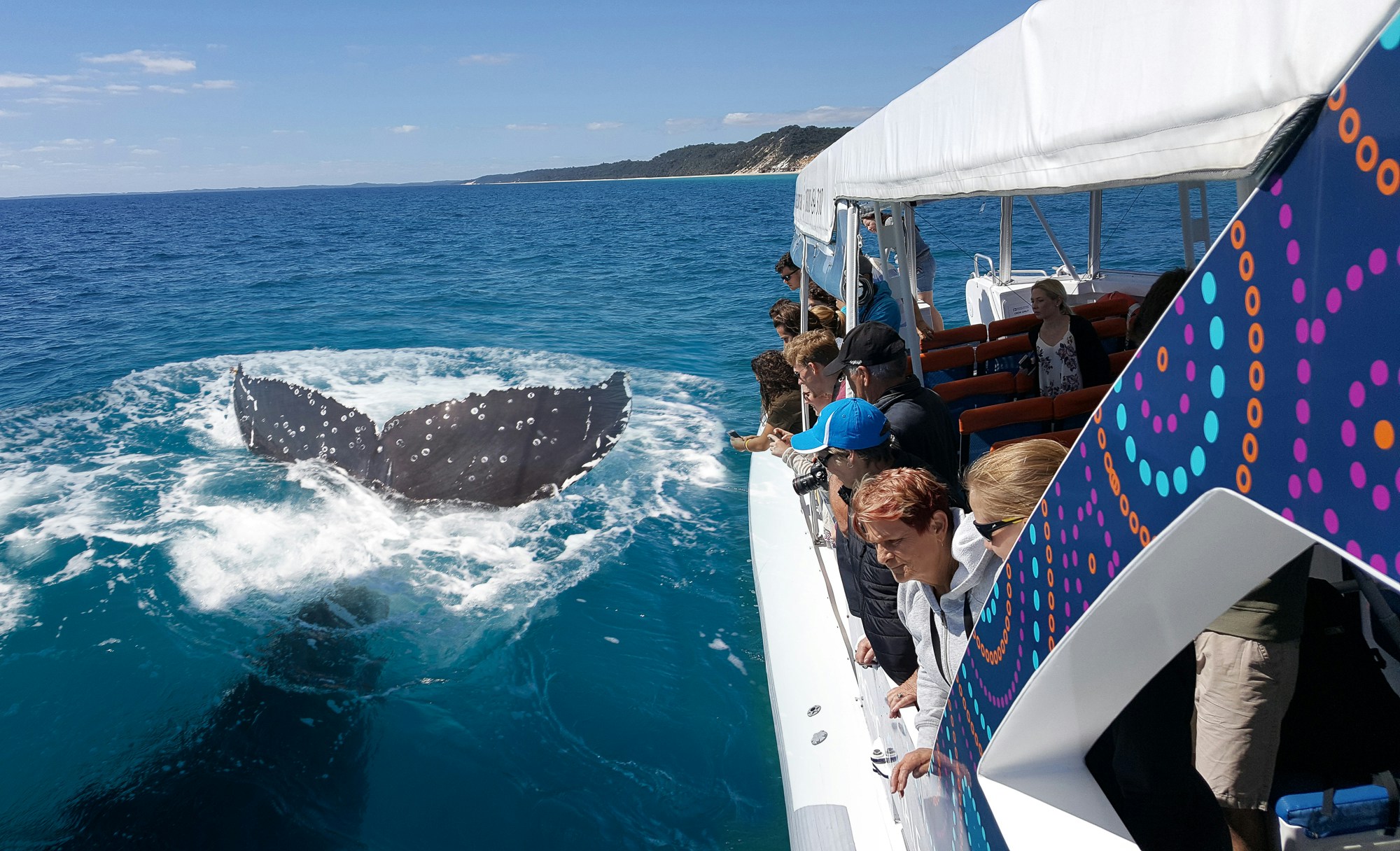 Tourists on a Hervey Bay cruise watch a humpback whale's tail fluke.