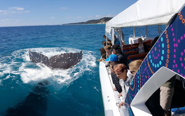 Tourists on a Hervey Bay cruise watch a humpback whale's tail fluke.