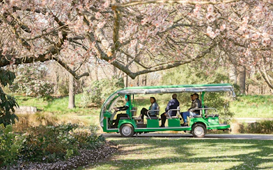 Tour group on electric shuttle under cherry blossoms at Christchurch Botanic Gardens.