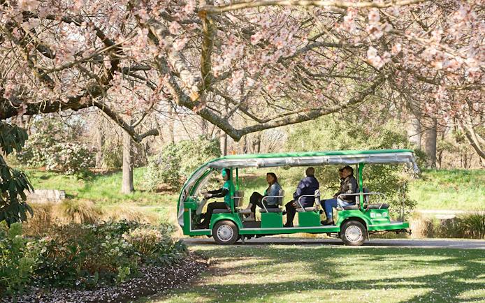 Tour group on electric shuttle under cherry blossoms at Christchurch Botanic Gardens.