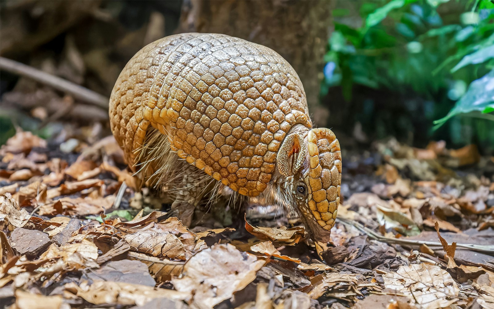 Southern three-banded armadillo