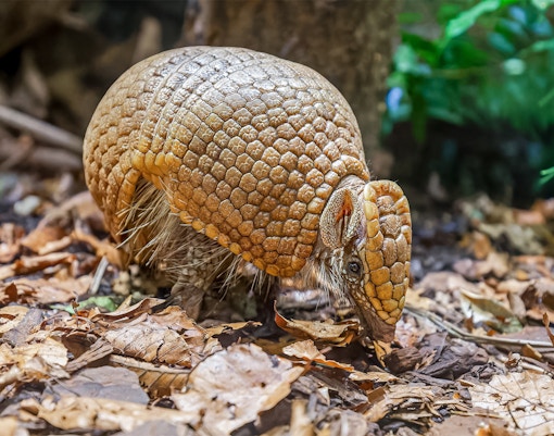 Southern three-banded armadillo foraging on forest floor.