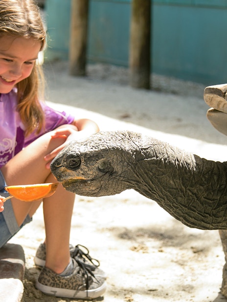 Girl feeding a tortoise at Gatorland.