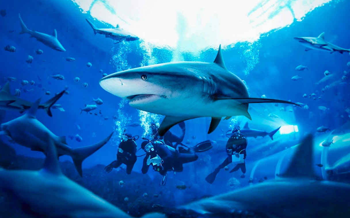 Divers observing a shark during the Shark AWARE programme at Dolphin Island.