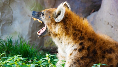 Spotted Hyena