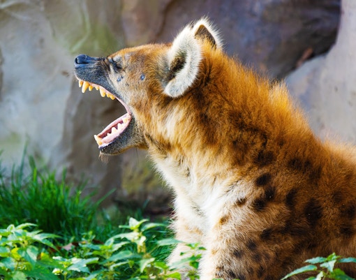 Night Safari Singapore - Spotted Hyena