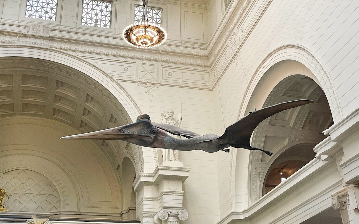 Pterosaur replica suspended in the Field Museum of Natural History atrium.