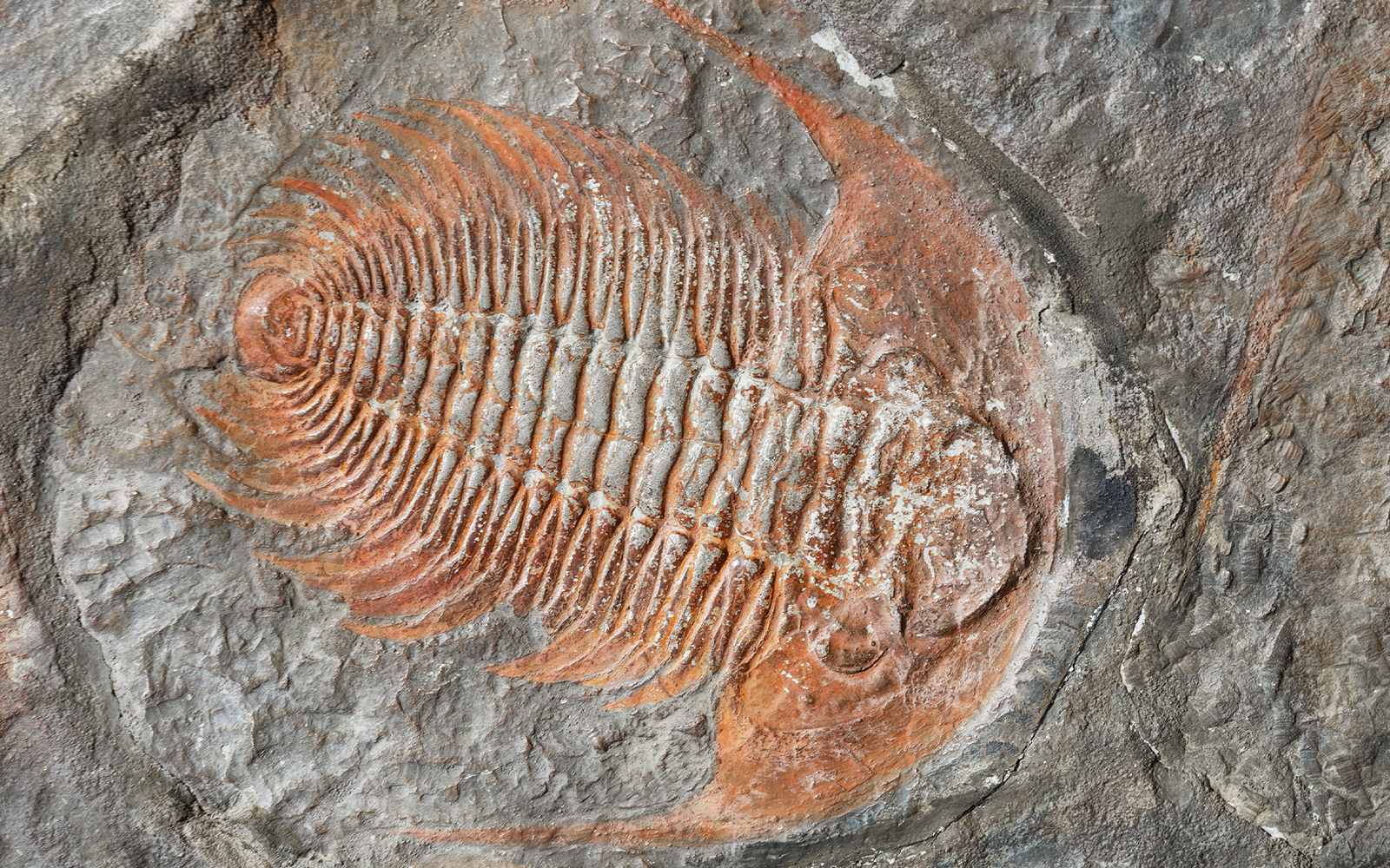 Prague National Museum - Natural Science Exhibitions