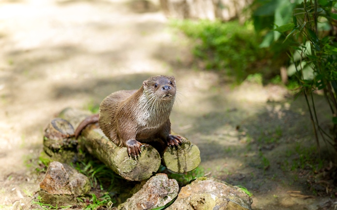 Asian small-clawed otter perched on logs in a natural setting.