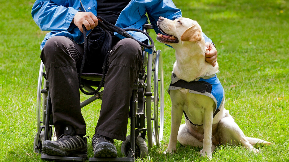 Guide dog leading a tourist at the Louvre Museum in Paris, showcasing the museum's accessibility features for visually impaired visitors