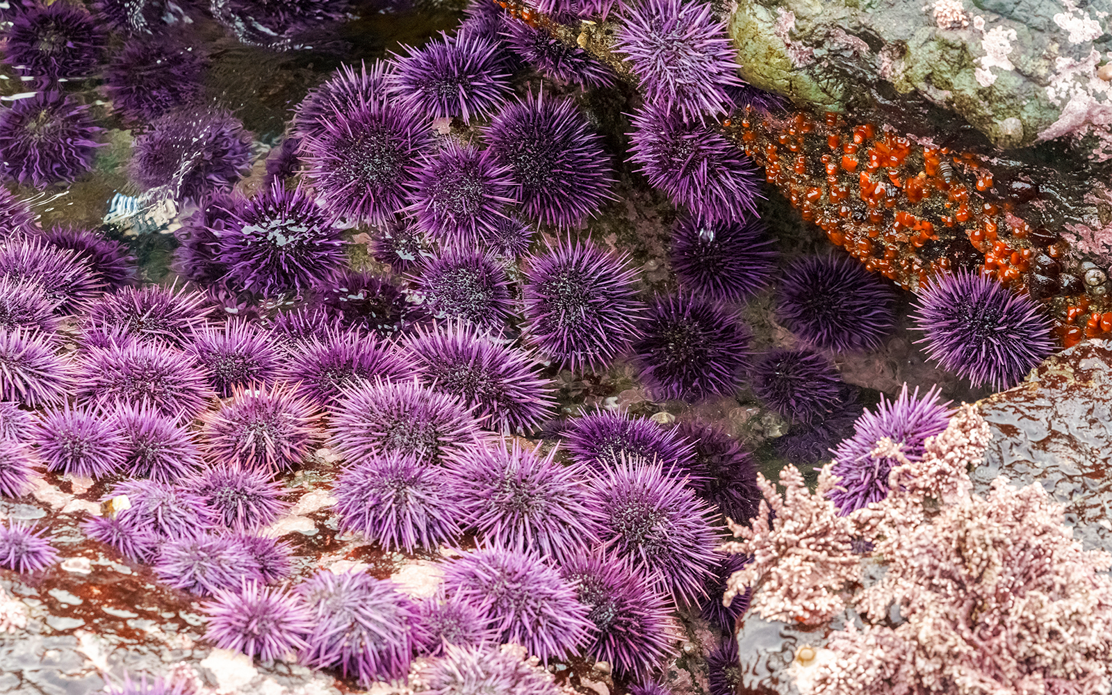 Visitors exploring the SEA LIFE Bangkok Rocky Shore exhibit, featuring diverse marine life and interactive displays