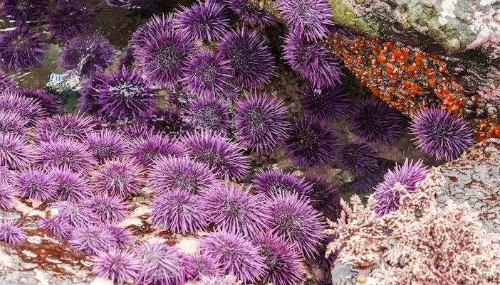 Visitors exploring the SEA LIFE Bangkok Rocky Shore exhibit, featuring diverse marine life and interactive displays