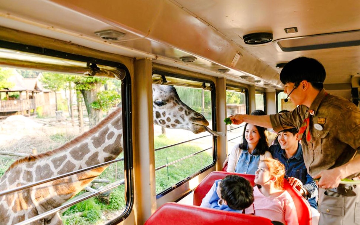 Giraffe being fed by a guide through a safari bus window at Everland.