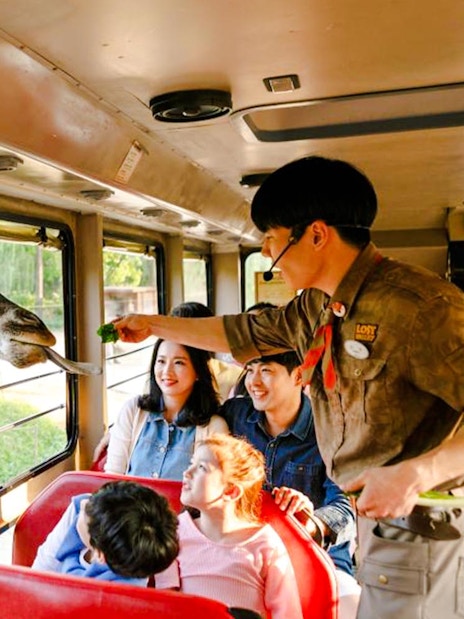 Giraffe being fed by a guide through a safari bus window at Everland.