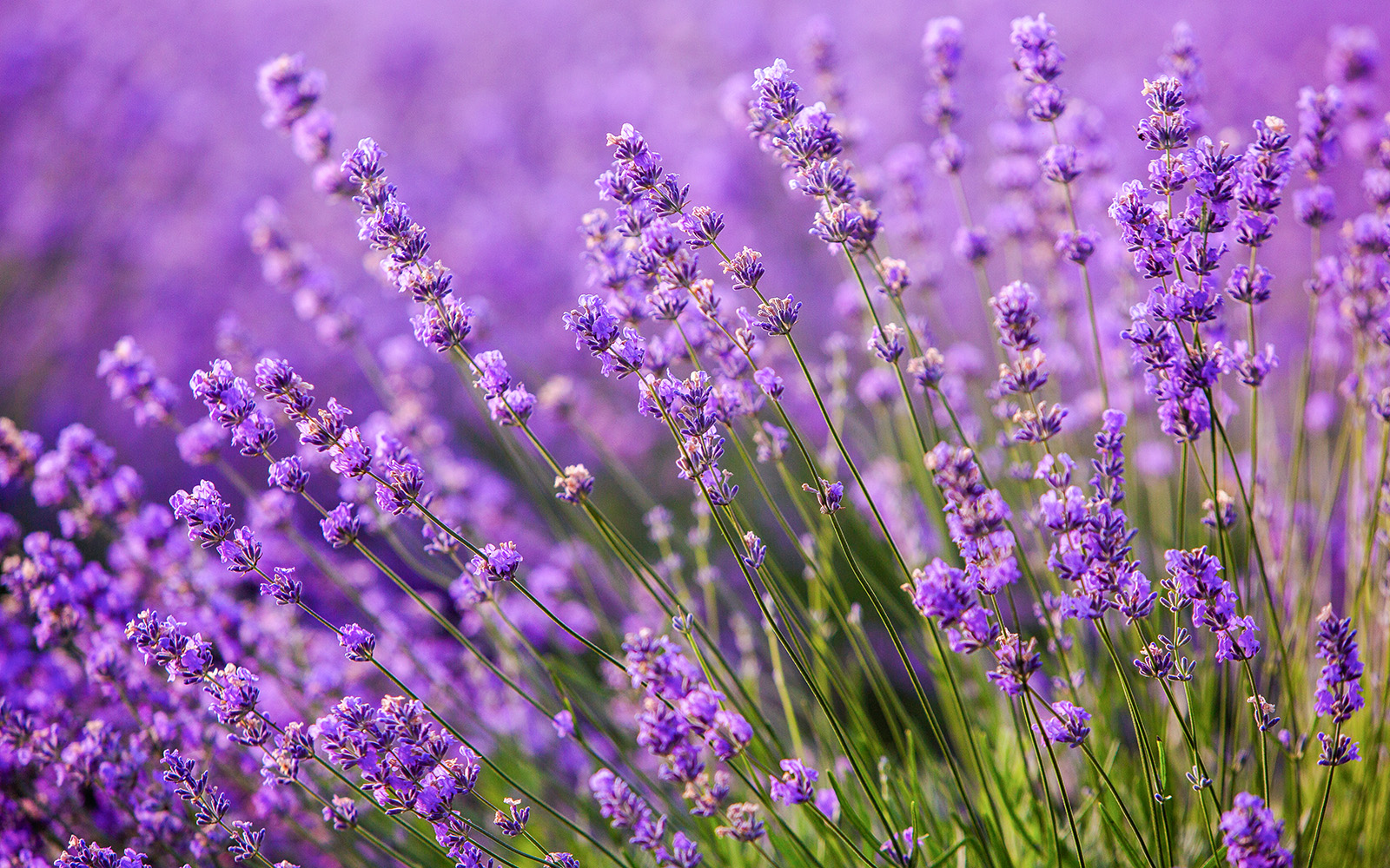 Lavender field with blooming purple flowers in Provence, France.