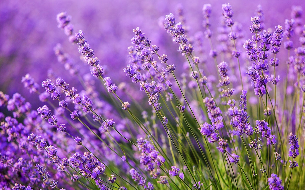 Lavender field with blooming purple flowers in Provence, France.