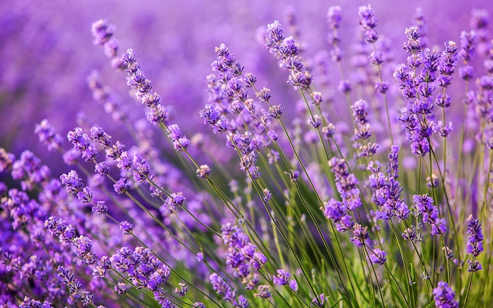 Lavender field with blooming purple flowers in Provence, France.
