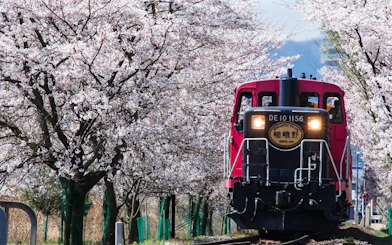 Sagano Romantic Train passing through cherry blossom trees in Kyoto, Japan.